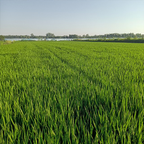 徽糧農(nóng)場